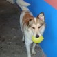 le encanta jugar con los globos adora su pierna de pollo y sabe pedir de comer con su trazte es sumamente cariñoso e inteligente